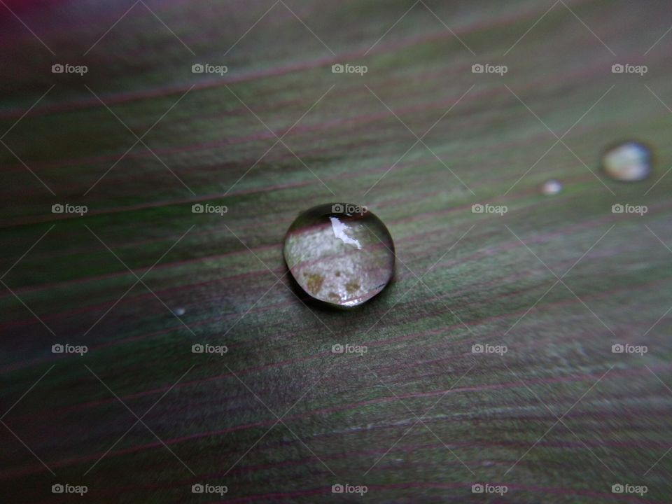 a water drop on a leaf