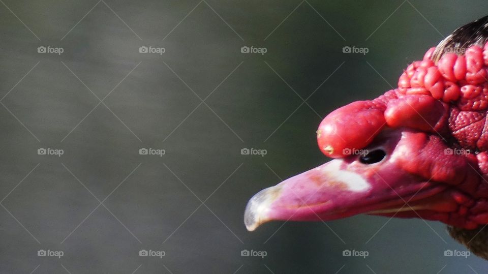 muscovy duck beak
