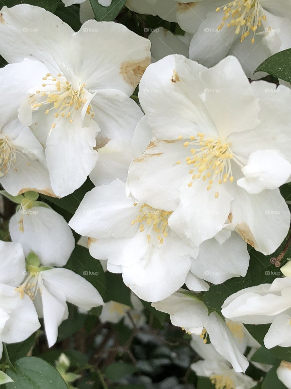 A beautiful bunch of white flowers! Picture taken in Colonial Park in Somerset, NJ. 
