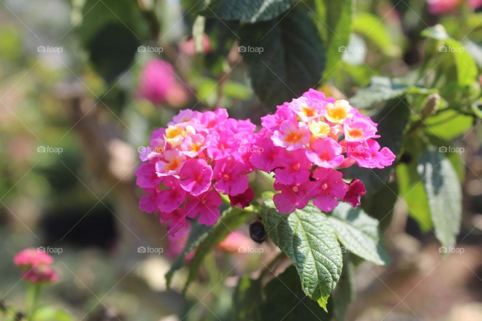 wild flower close up