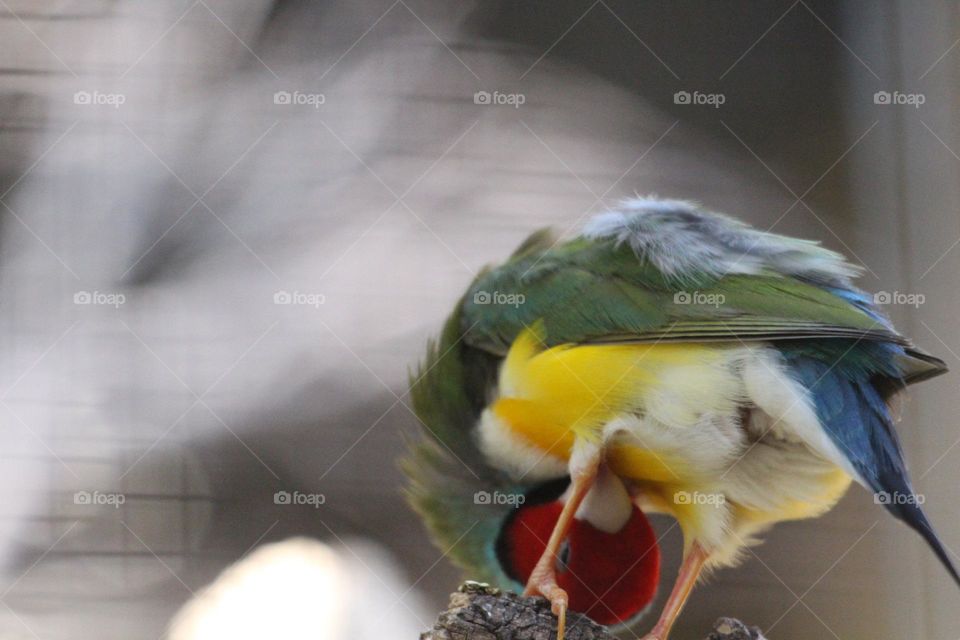 A gouldian finch, reaching under and preening the underside of its fluffy bird legs