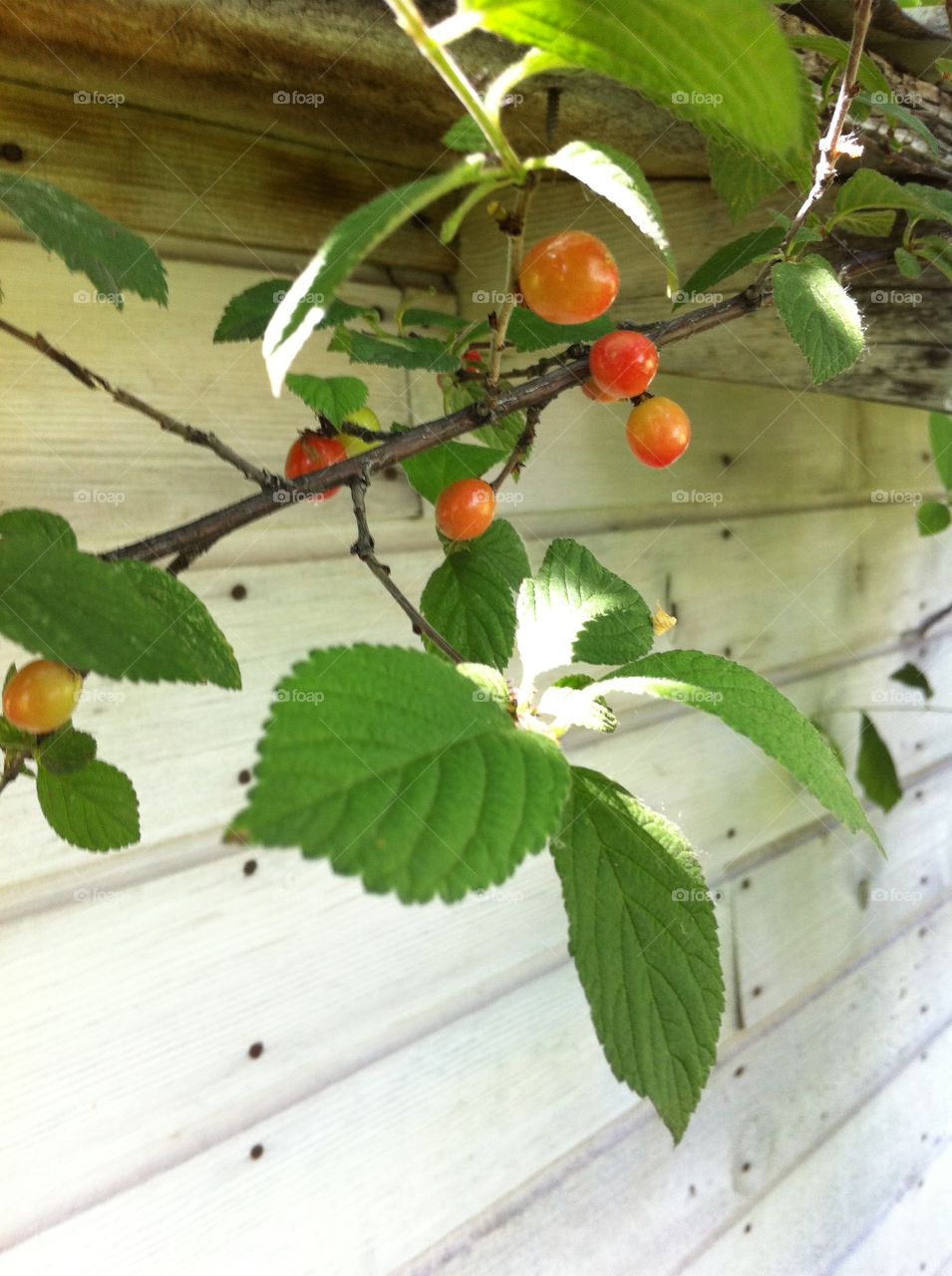 Cherries on a branch 