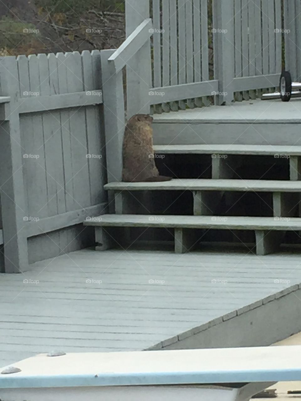 Tame groundhogs are the best groundhogs 