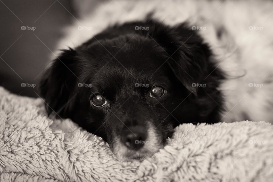 Relaxed pampered pooch! Cute dog face, black and white photo.