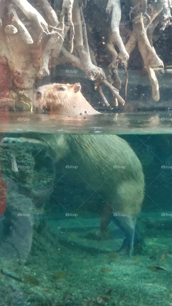 swim