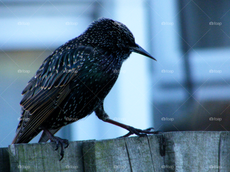 fence bird feathers starling by Les