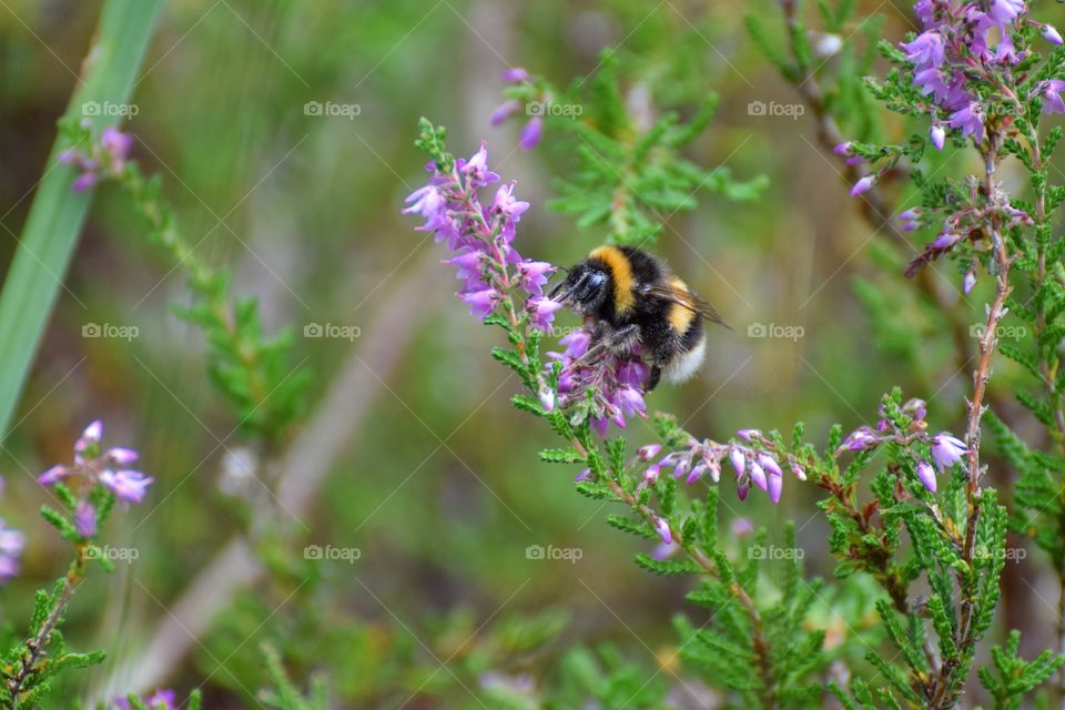 Bumblebee on Heather