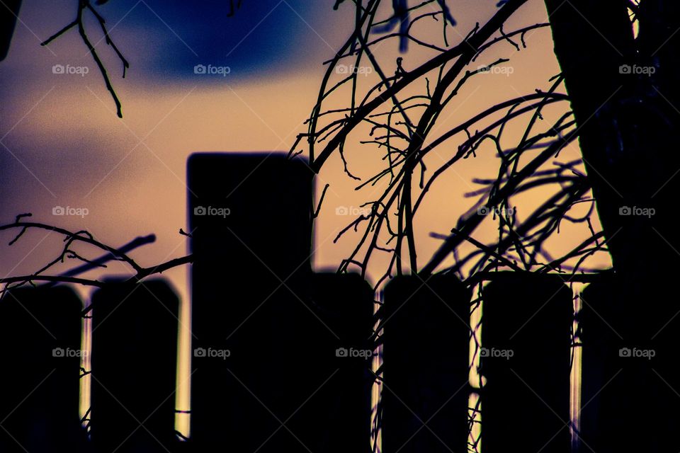 branches over the fence during the sunrise