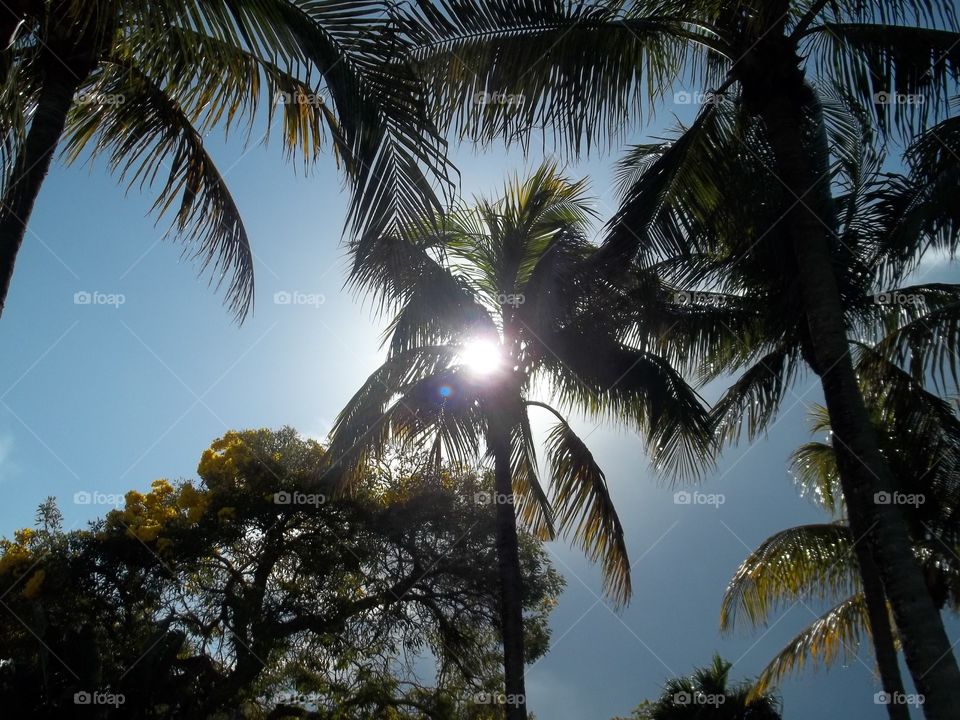Sunshine and Palm Tree. 25th anniversary in Florida Keys