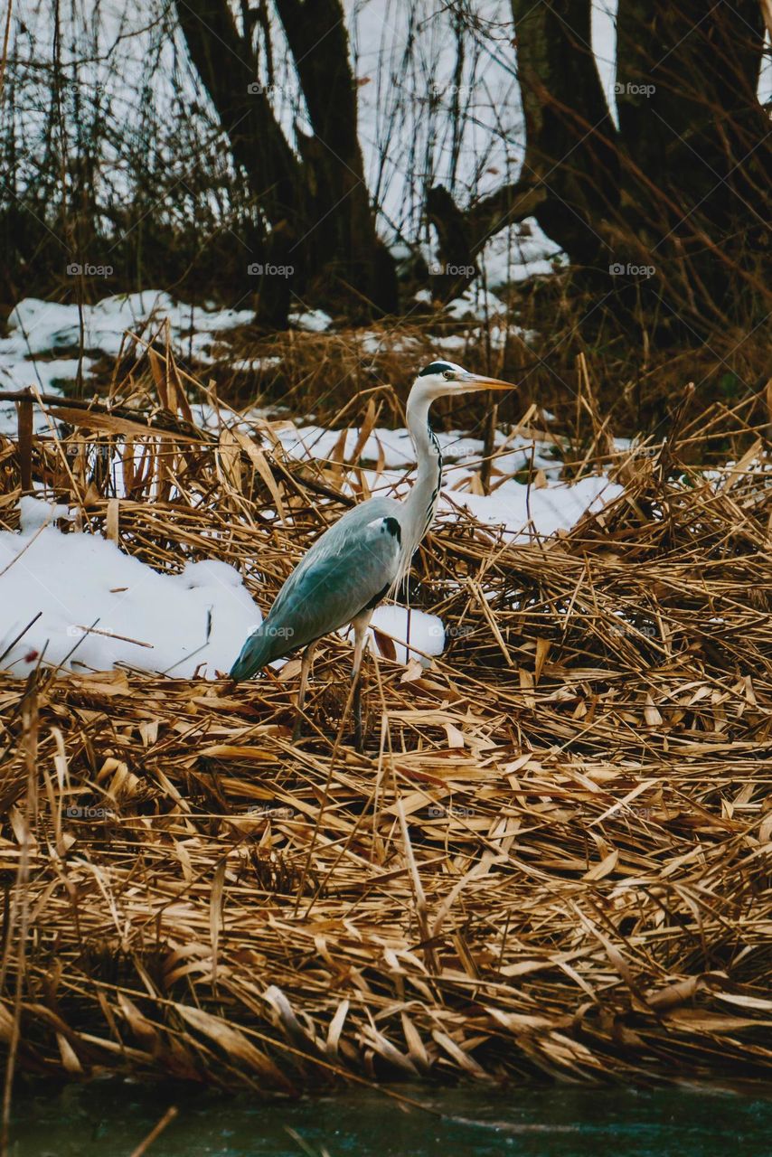 Winter wetland hunting