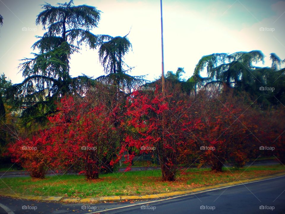 Plant with red leaves at Reggio Emilia city (Italy ).