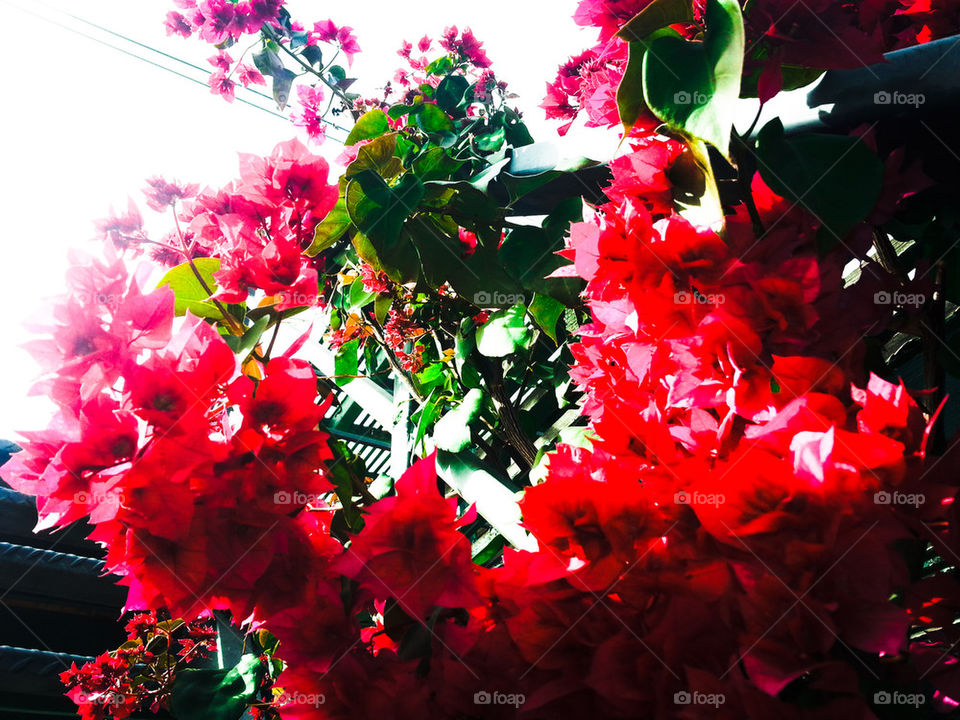 Bougainvillea.