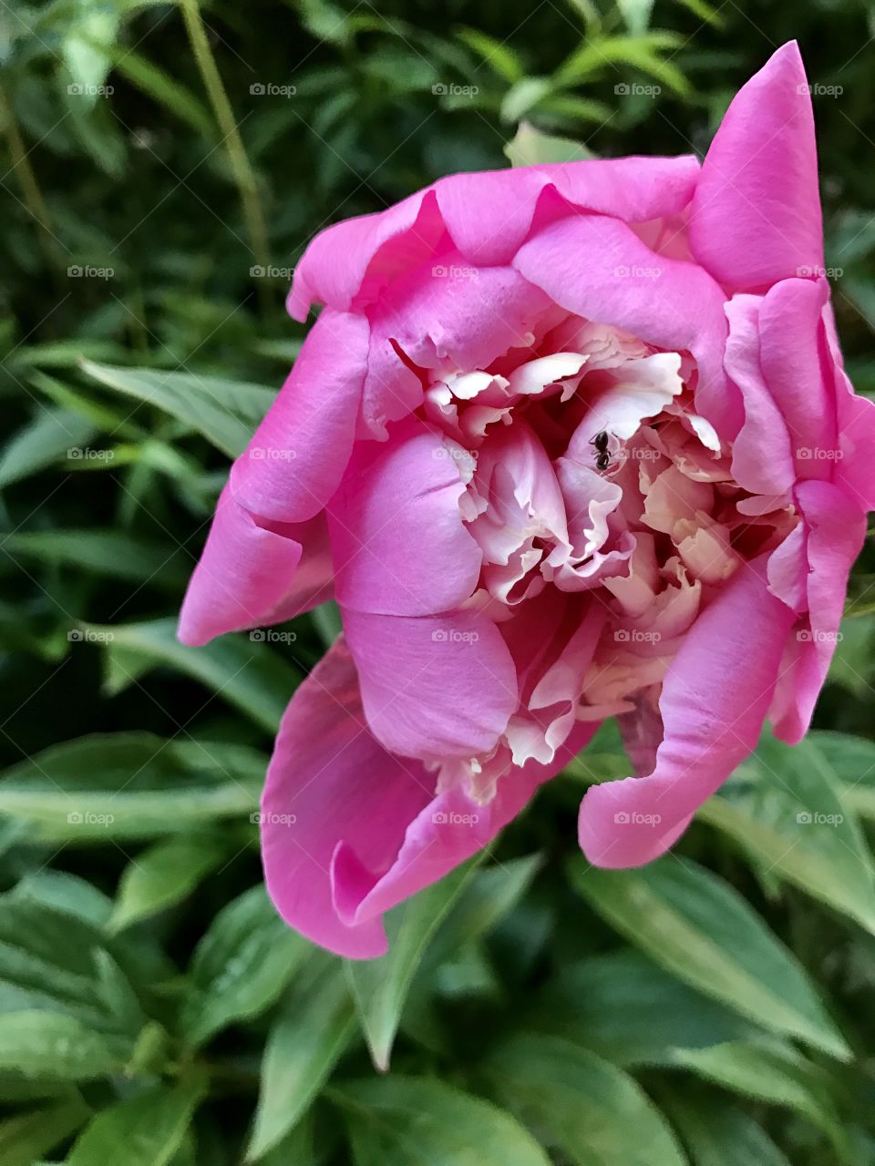 Pink flower in windy day  