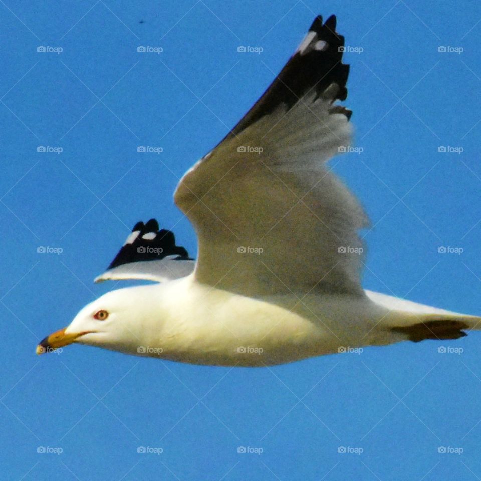 Gull in flight.