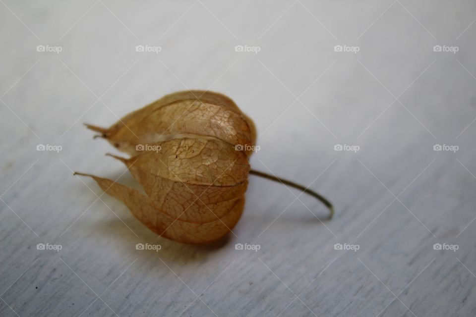 dry physalis leaf
