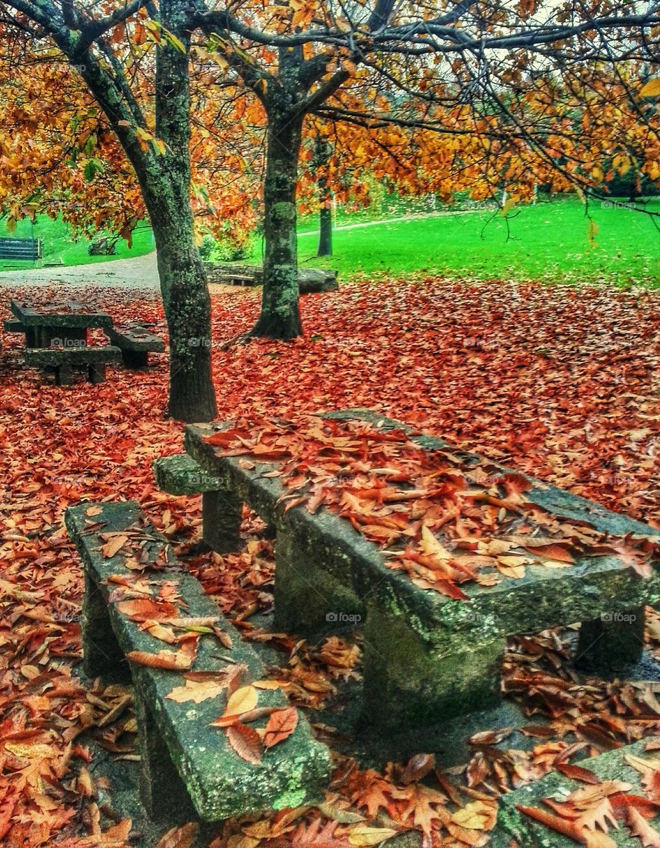 Leaf-strewn Picnic Area