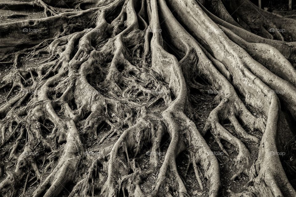 roots weathered and worn but standing strong