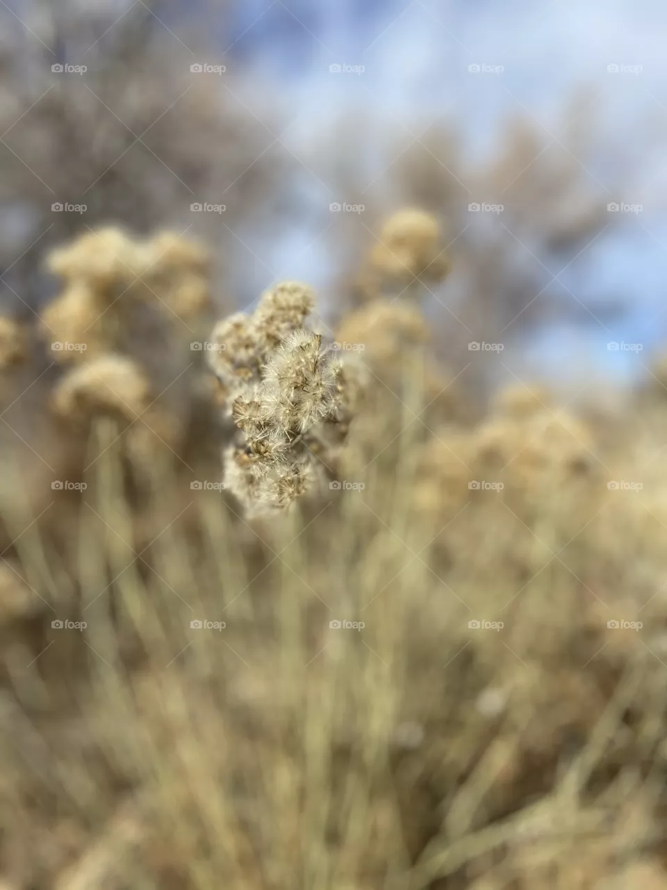 Grass on a walk