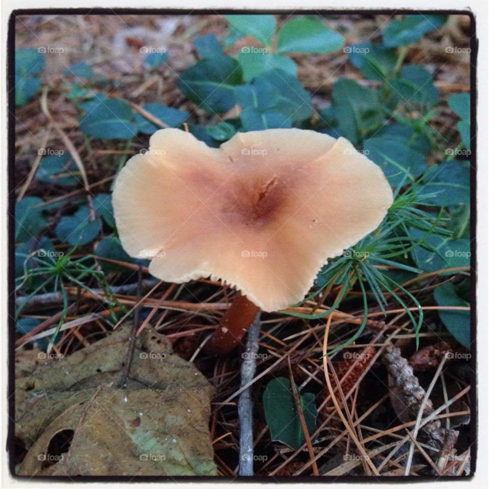 Fungus, Nature, Mushroom, Wood, Fall