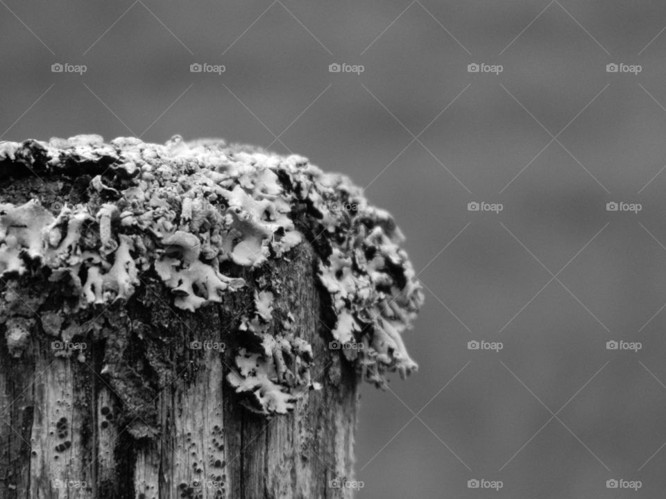 Wooden post