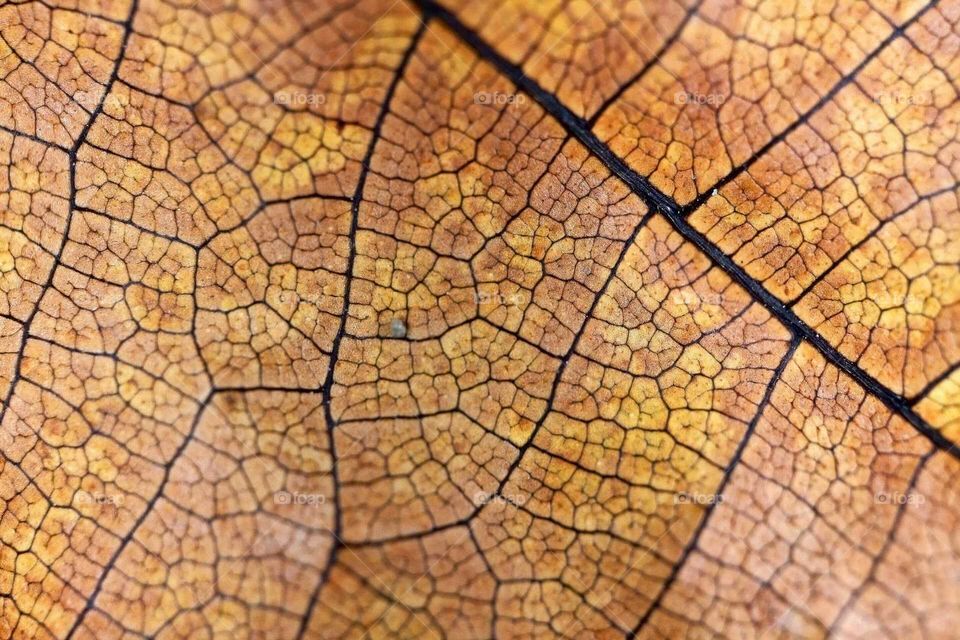 Macro of autumn leaf