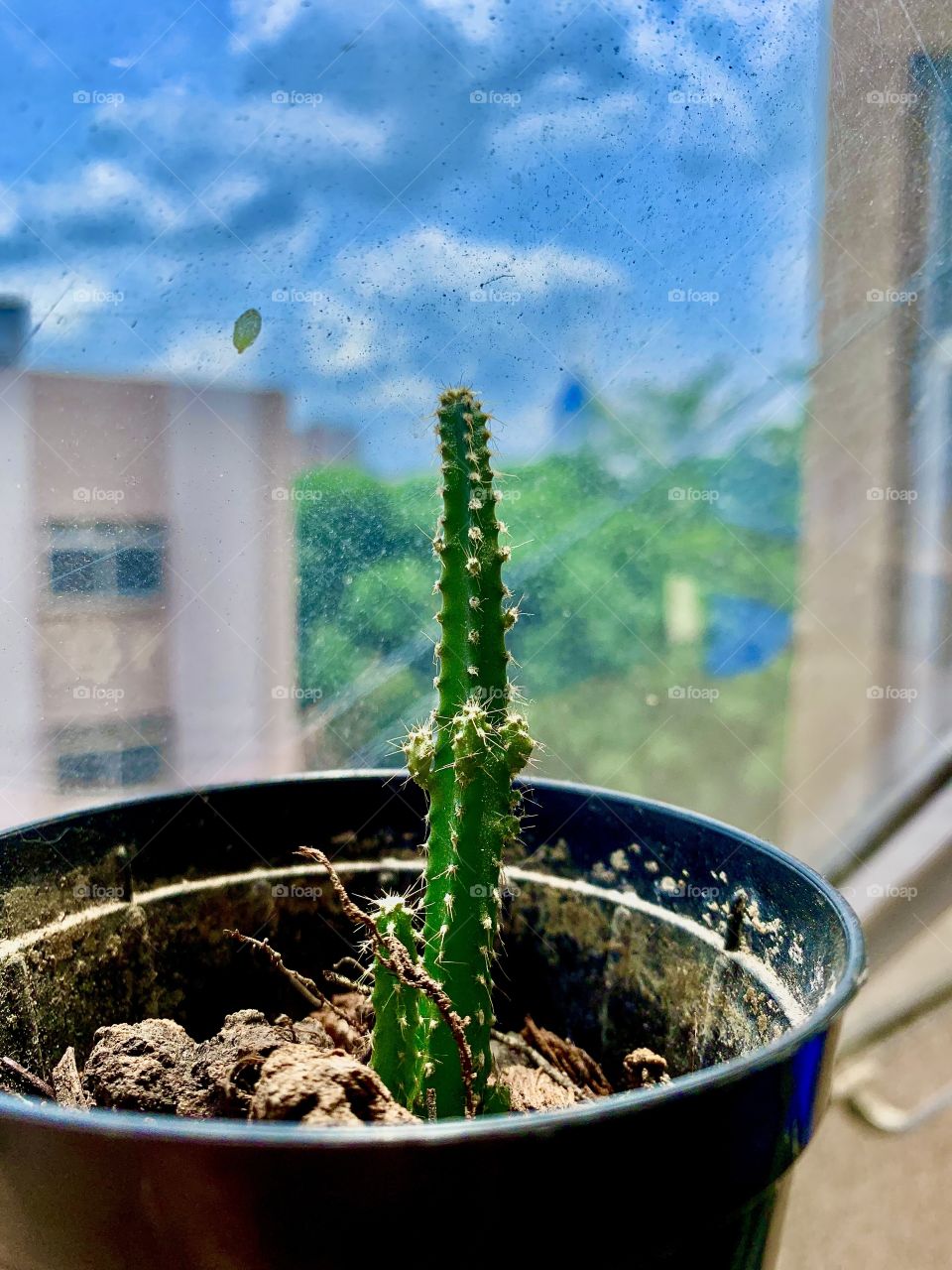 Cactos 🌵