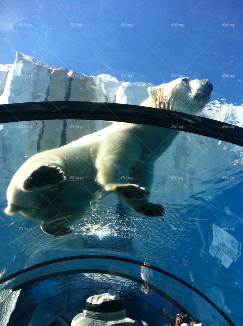 Polar bear at the Detroit Zoo 2