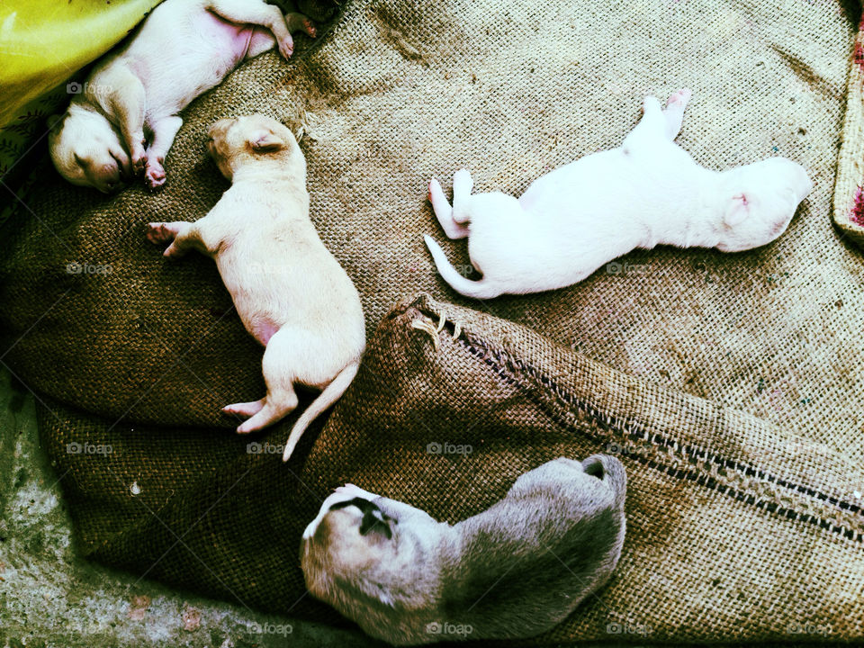 puppies cuties small-dogs sleeping puppies by kunaldaca