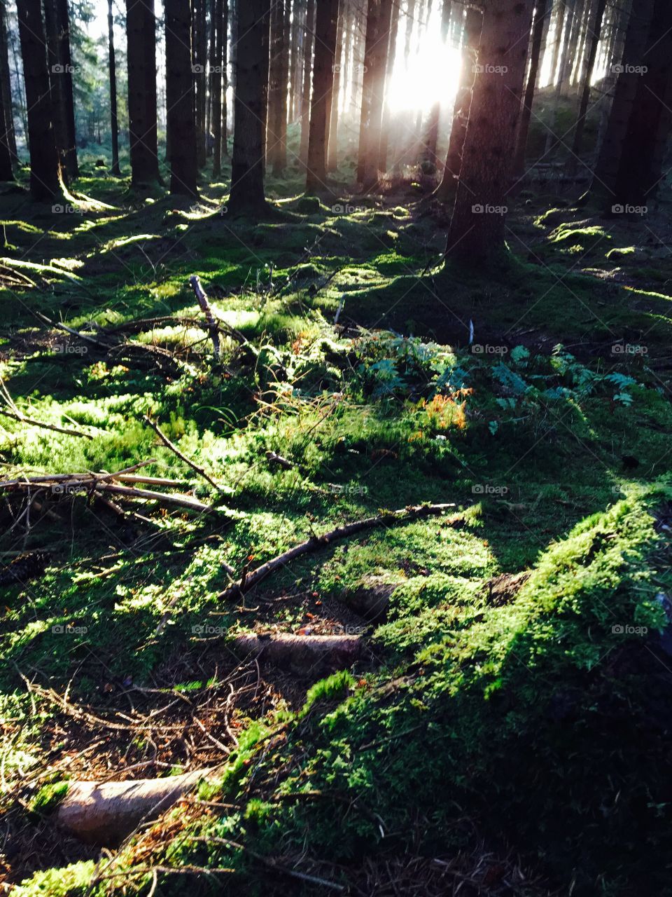 Sunlight in forest