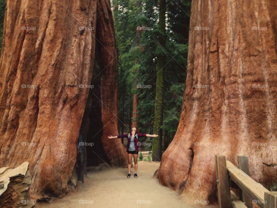 Giant Sequoia Trees