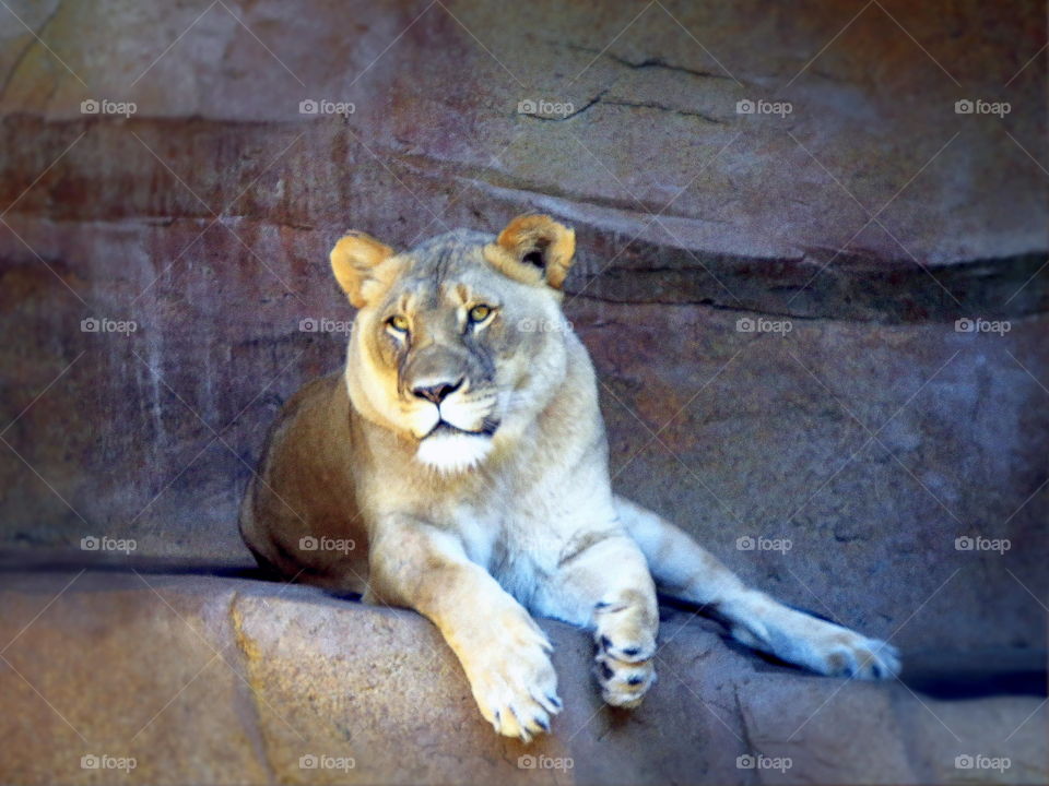 Nice kitty. Shot at Brookfield Zoo
