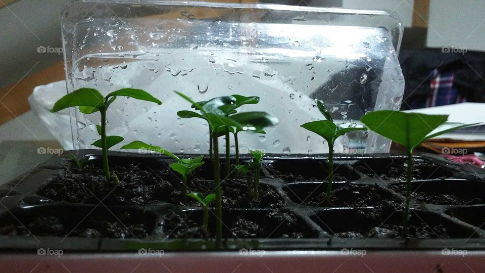 growing seeds indoors