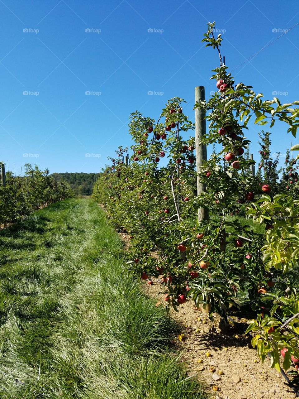 Field of Apples