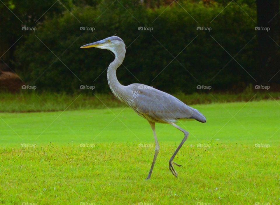 Great Blue Strolling 