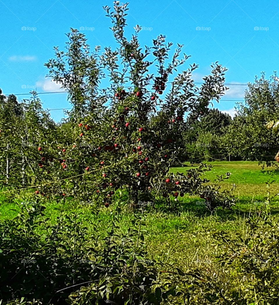 apple tree
