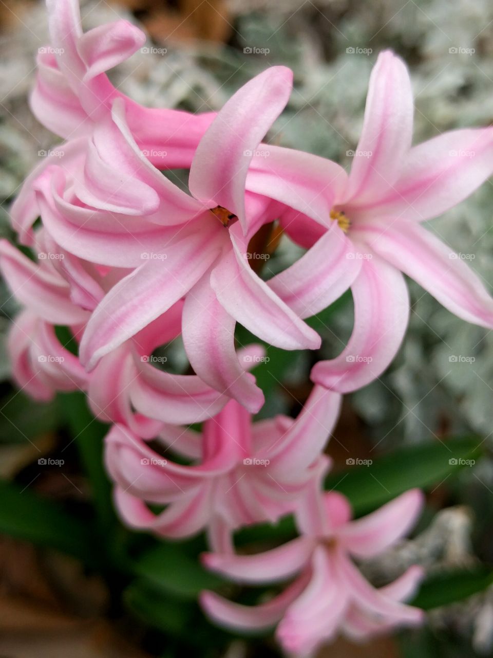 Pink and Purple Flowers in Spring