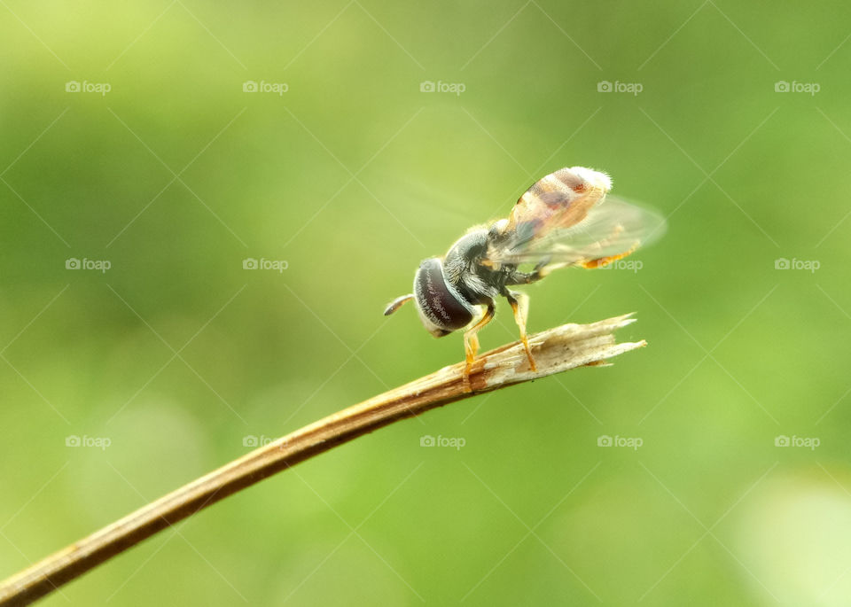 The Upil Wasp