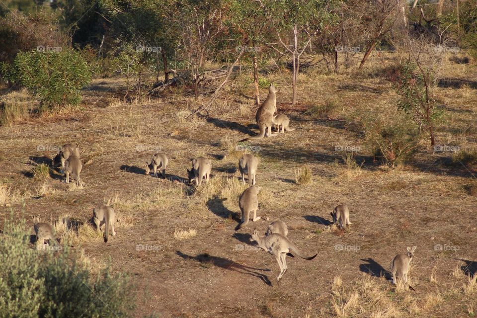 Kangaroos.