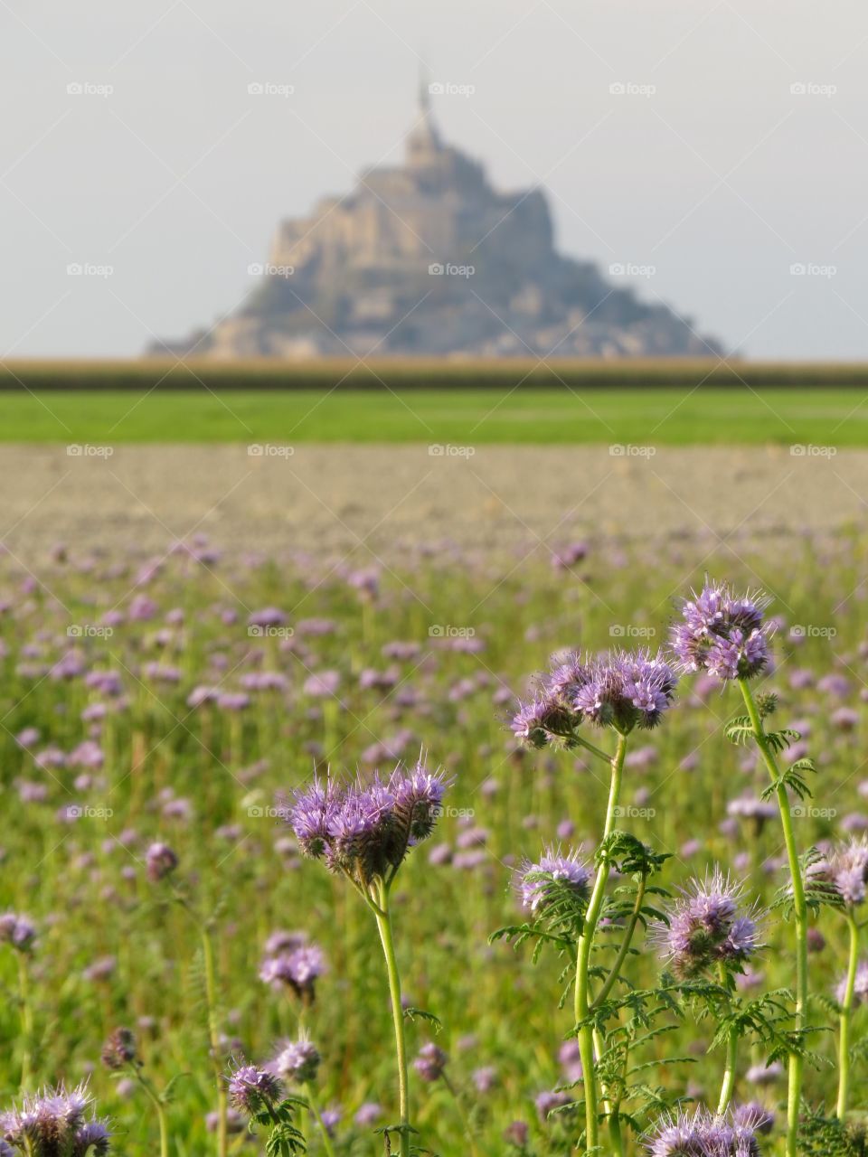 Flowers in a meadow near Mont Saint-Michel