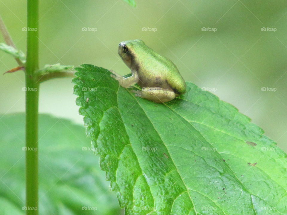 Tiny frog on a leaf