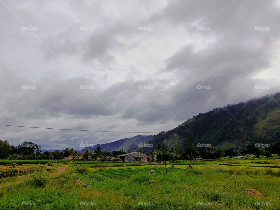 Grasslands and rice fields in the countryside in the caldera valley  resulting from the eruption of Mount Toba 74,000 thousand years ago, Indonesia