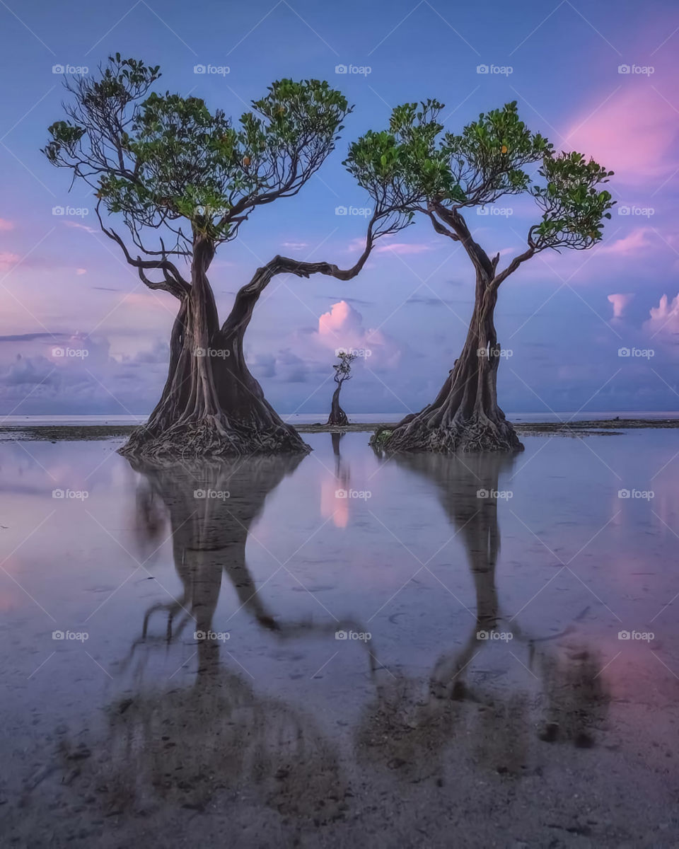 The Dancing Tree Of Sumba Island In Indonesia