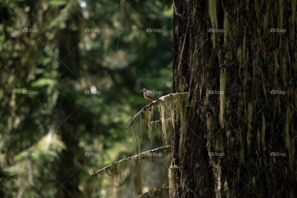Robin perched on a branch, observing the forest below.