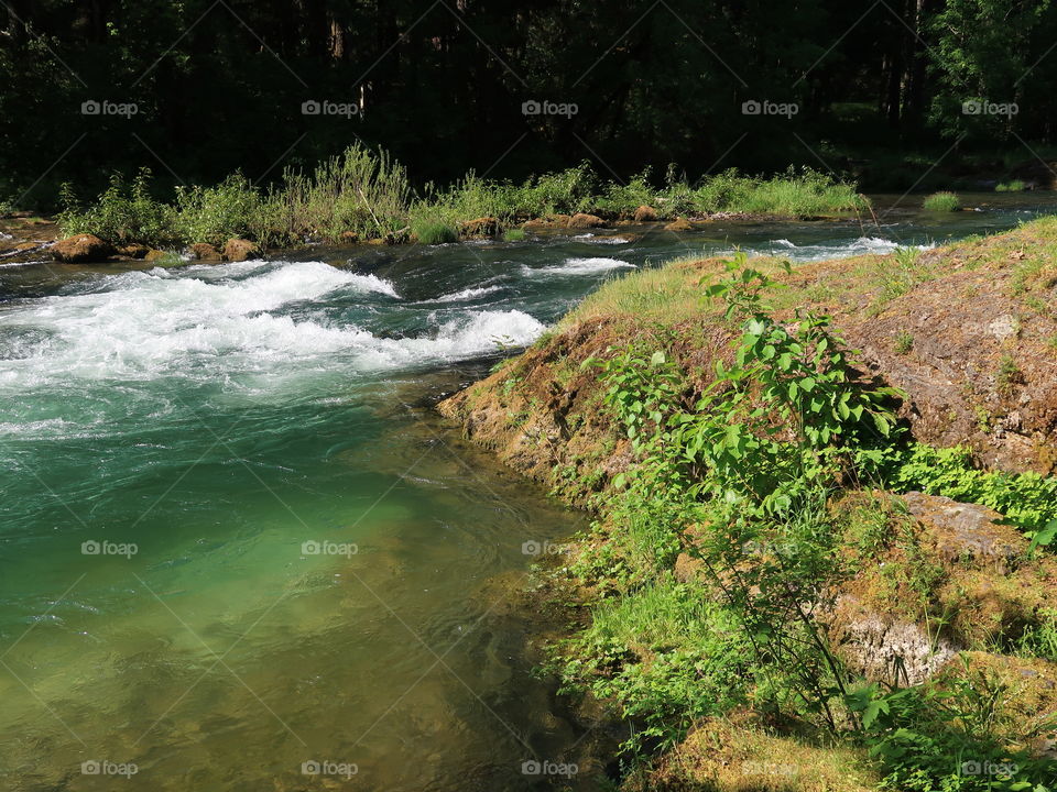 Beautiful green foliage covers the banks of Blue River as it rushes by on a sunny spring day in Western Oregon. 