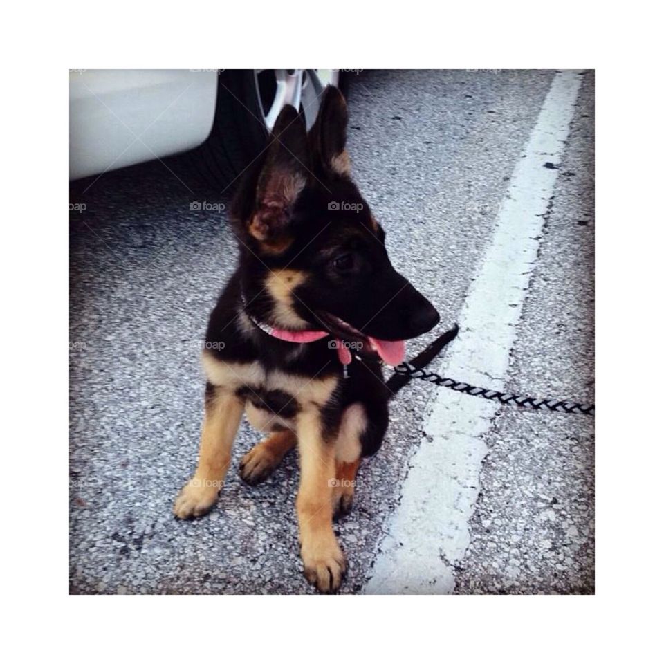 German Shepard 