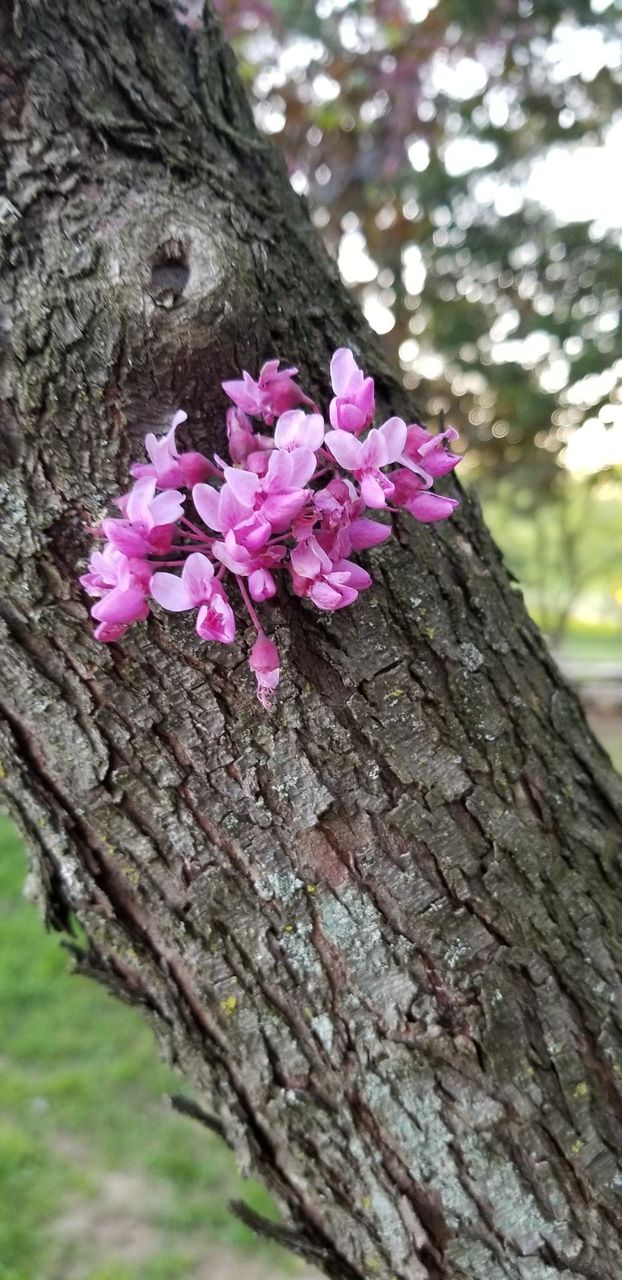 Blooms