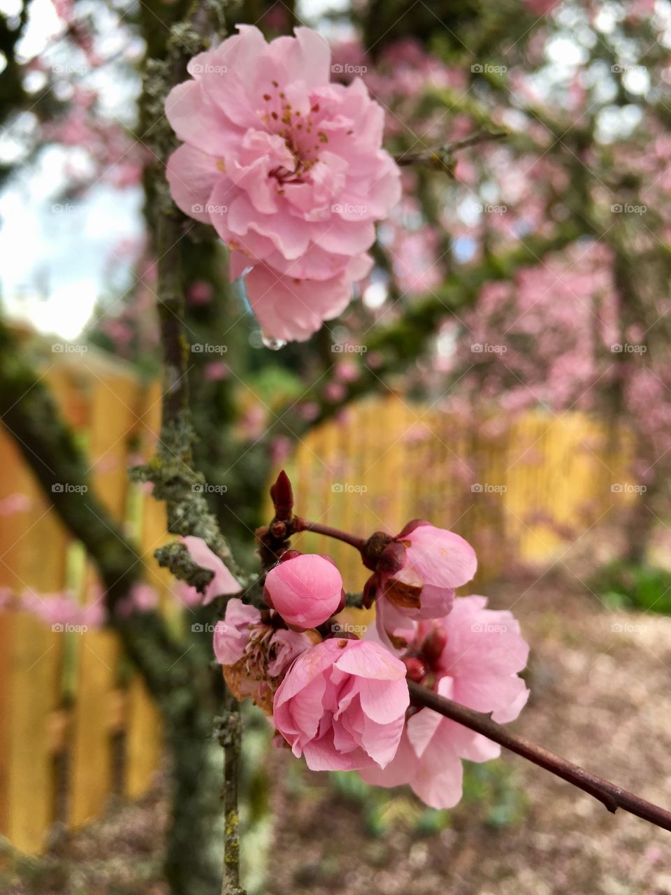 Cherry blossom pink
