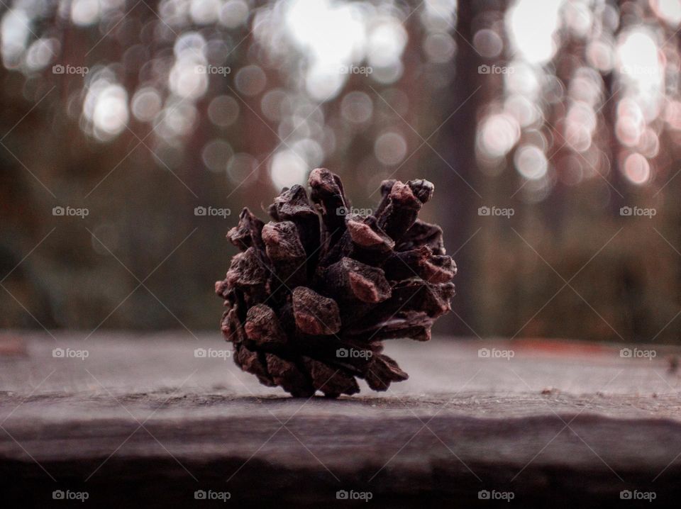 A simple composition from a cone in a pine forest.