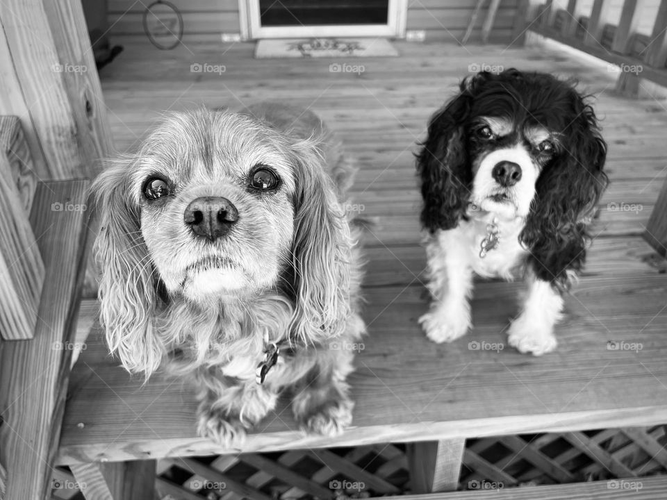 Two wonderfully beautiful senior Cavalier King Charles Spaniels in black and white 