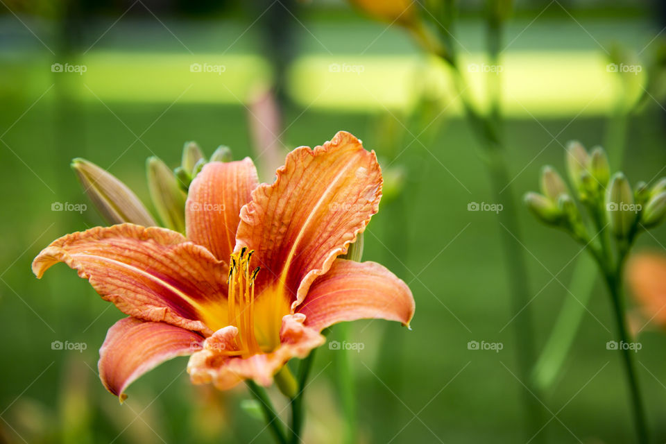 Orange lily flower.